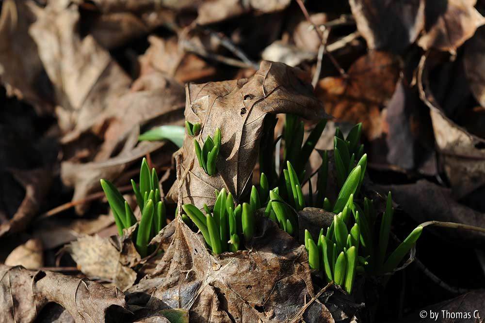 Winter zu Ende 3