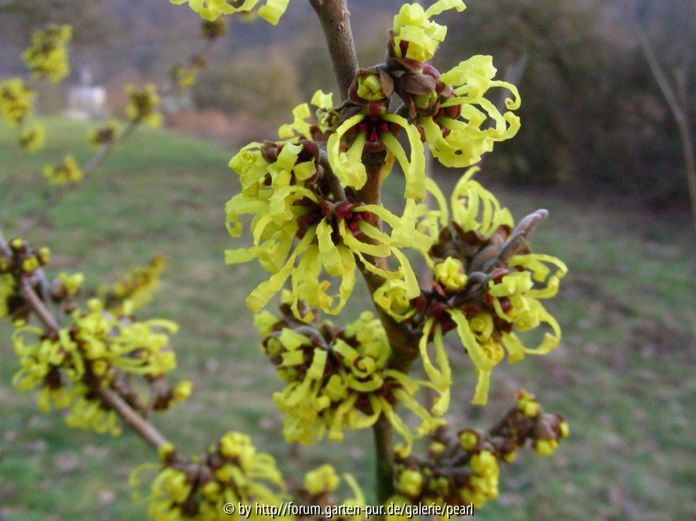 Hamamelis 12_ Februar besser 2011