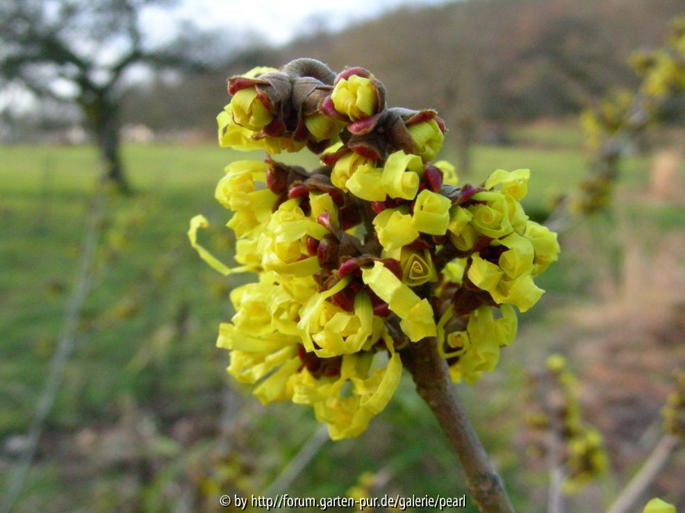 Hamamelis 12_ Februar 2011 besser