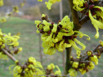 Hamamelis 12_ Februar 2011 besser