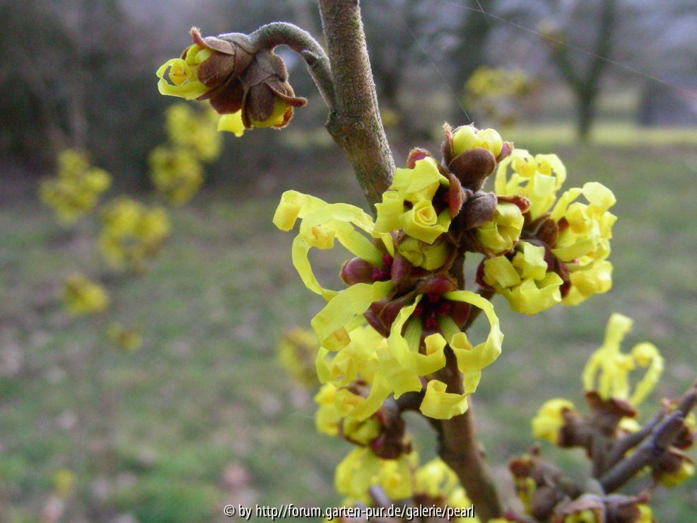 Hamamelis 12_ Februar 2011 besser