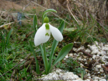 Galanthus unbekannt 12_ Februar 2011