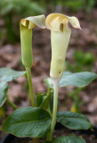Arisaema lobatum