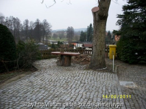Haselwurzel2