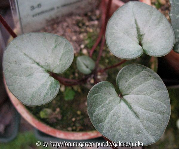 Cyclamen