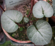 Cyclamen x meiklei