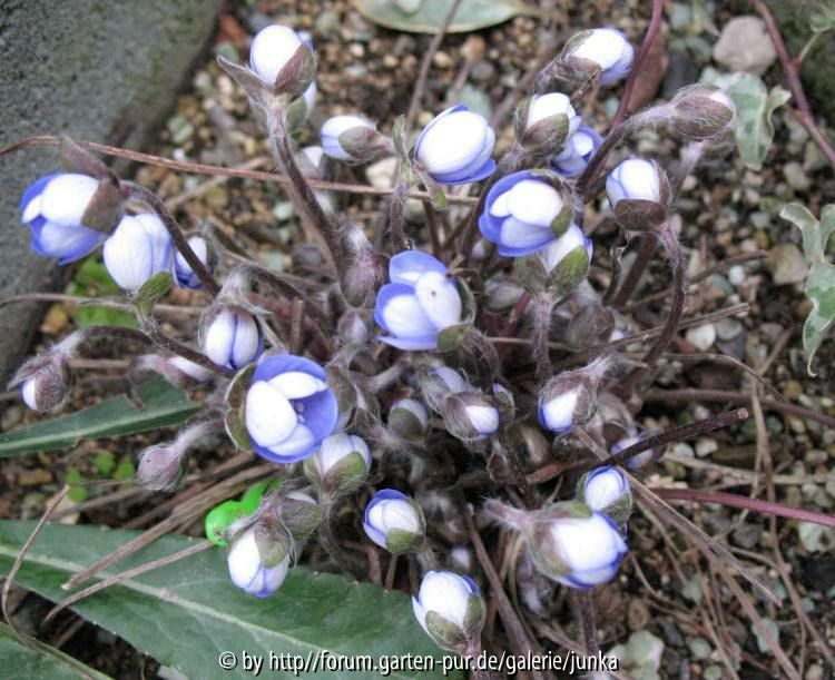 Hepatica nobilis Aschau