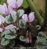 Cyclamen cilicium