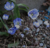 Hepatica nobilis Aschau