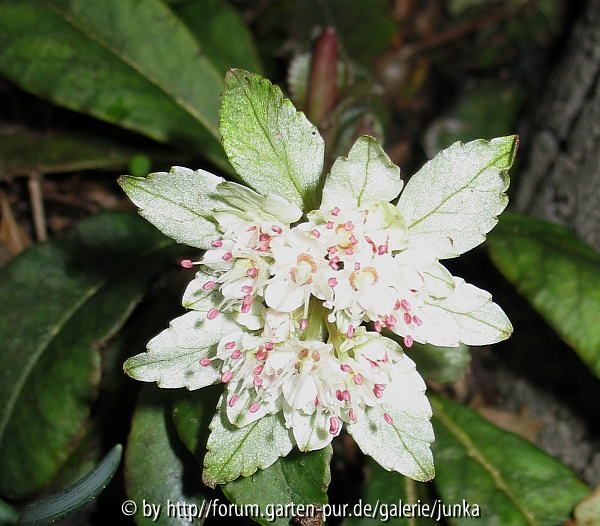 Chrysosplenium macrophyllum