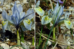 Iris 'Katherina Hodgkin' + 'Frank Elder'