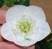 WhiteAnemone