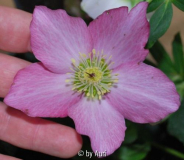 WalbertonsRosemary