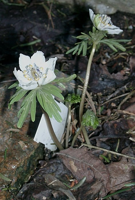 Eranthis pinnatifida
