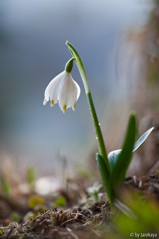 märzenbecher