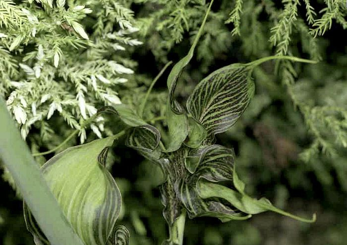 Arisaema ciliatum var. liubaense (Blattmutation)