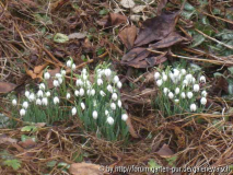 G. nivalis 1