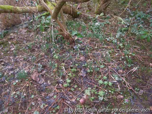 Galanthus nivalis 2