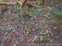 Galanthus nivalis 2