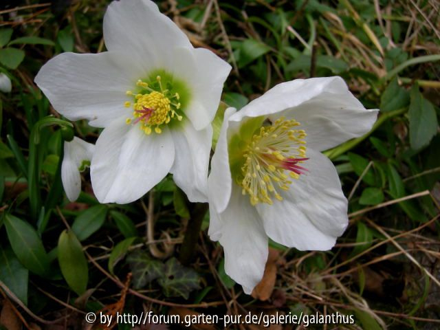 Helleborus niger subspec. macranthus