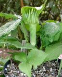 Arisaema triphyllum (grün-brauner Typ)