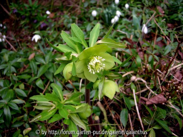 Helleborus odorus