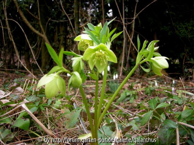 Helleborus multifidus istriacus