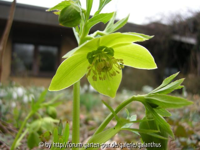 Helleborus multifidus multifidus