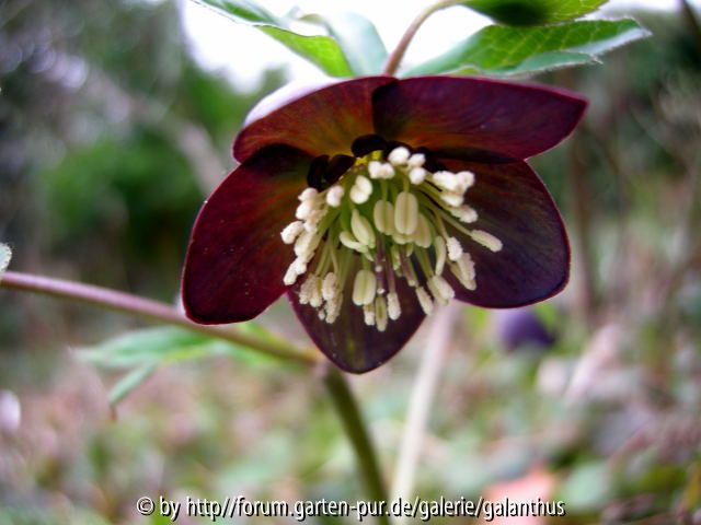 Helleborus croaticus