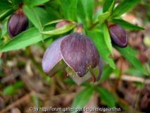 Helleborus torquatus