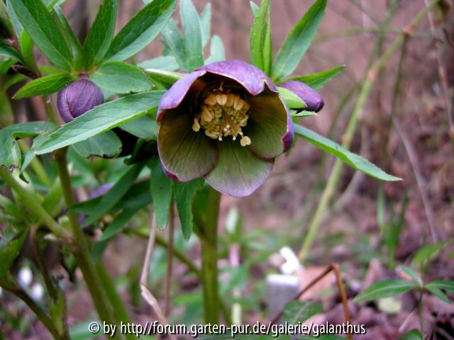 Helleborus torquatus