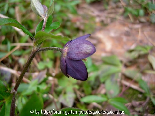 Helleborus croaticus