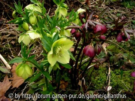 Hellebrous hybridus, eigene Sämlinge