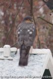Sperbermännchen auf Vogelhaus.