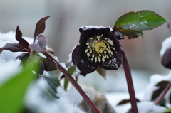 Helli im Schnee 2.JPG