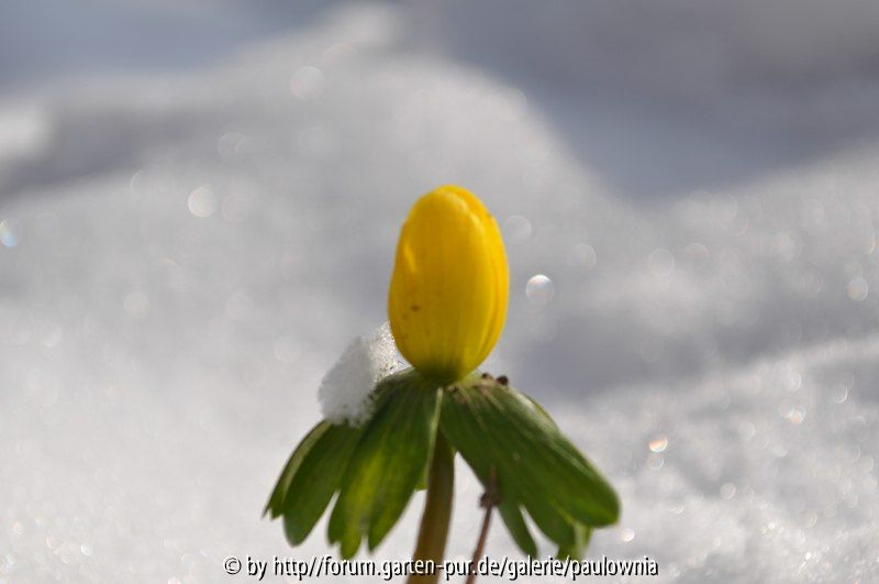 Eranthis