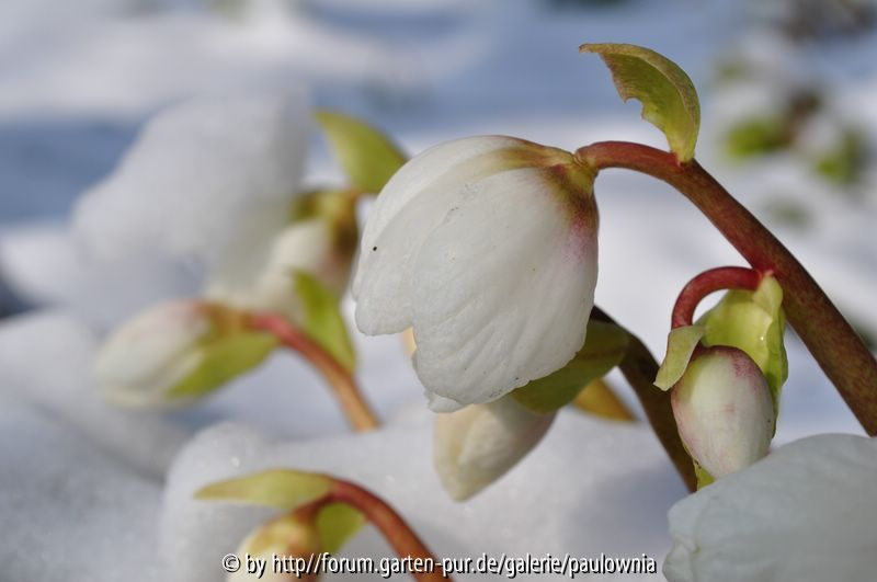 Helleborus im Schnee