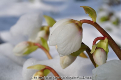 Helleborus im Schnee