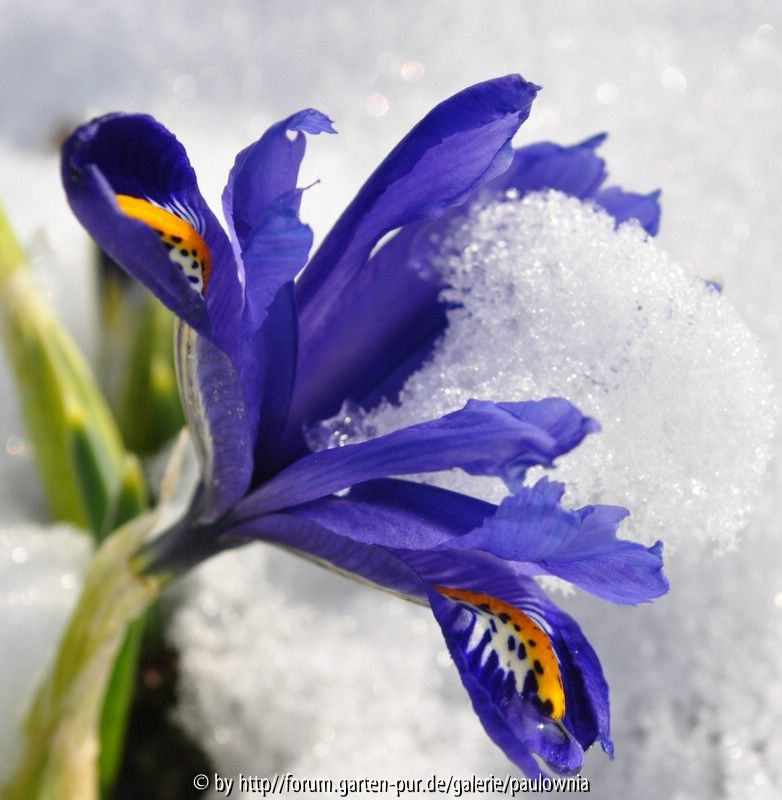 Iris im Schnee 1