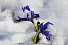 Irus im Schnee 2
