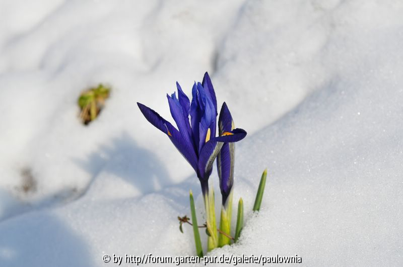 Iris im Schnee 3