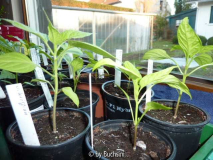 Chili2011