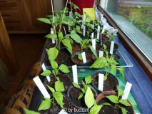 Chili2011
