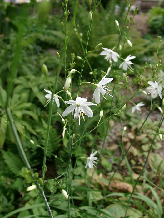 Anthericum ramosum