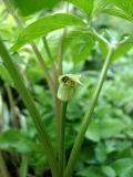 Arisaema flavum