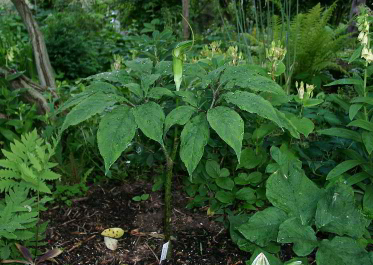 Arisaema tortuosum