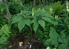 Arisaema tortuosum