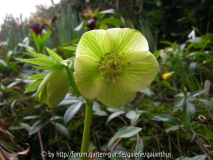 Helleborus multifidus subsp. bocconei