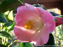 'Loki Schmidt' (C. japonica x C. pitardi