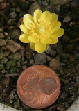 Adonis amurensis